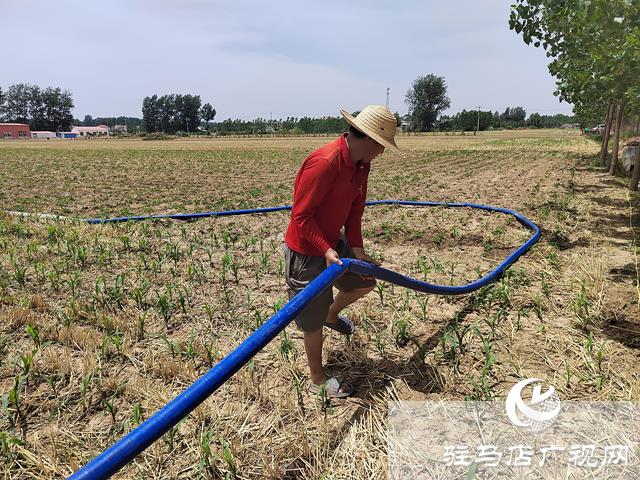 汝南县张楼镇：全力以赴抗旱抢种保秋